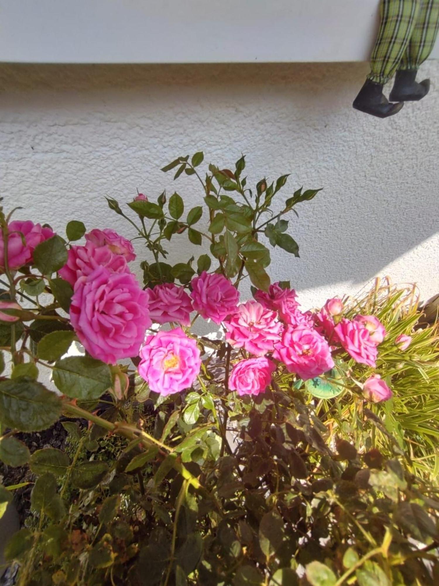 Ferienwohnung Rosa Horn-Bad Meinberg Buitenkant foto